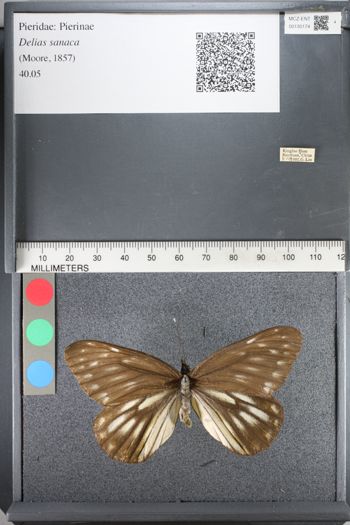 Media type: image;   Entomology 130174
